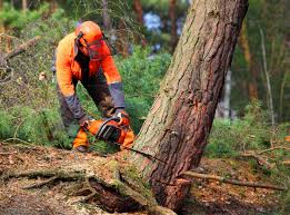 Trusted Wilmer, TX Tree Removal and Landscaping Services Experts